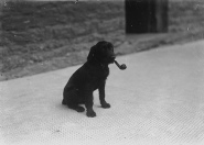 Dog with a pipe in its mouth